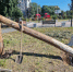 В Арсеньеве началась установка топиарных фигур - PrimGorod.Ru